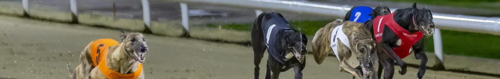 Greyhound racing at the new track at Wolverhampton Racecourse