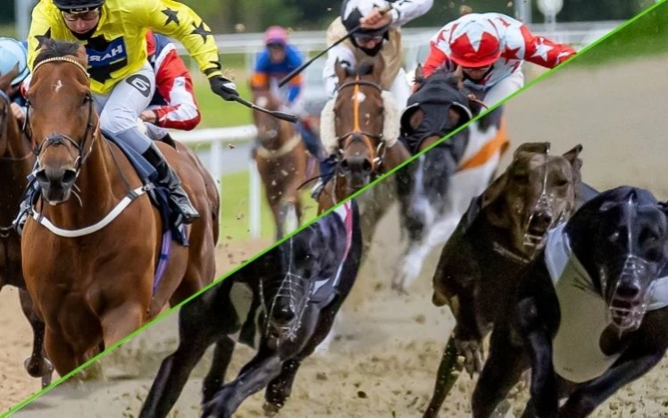 Horse and Greyhound racing at Wolverhampton Racecourse at Lady Wulfruna