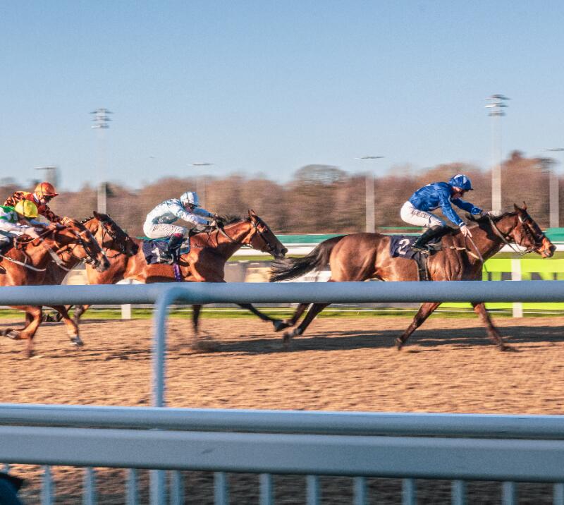 Four racehorses racing on the All Weather track at Wolverhampton Races