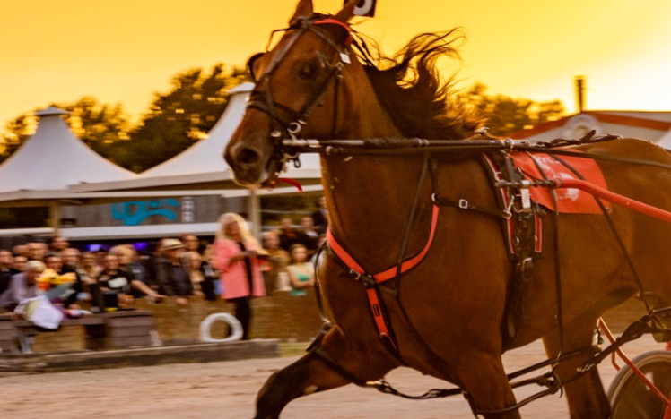 Harness Racing Festival
