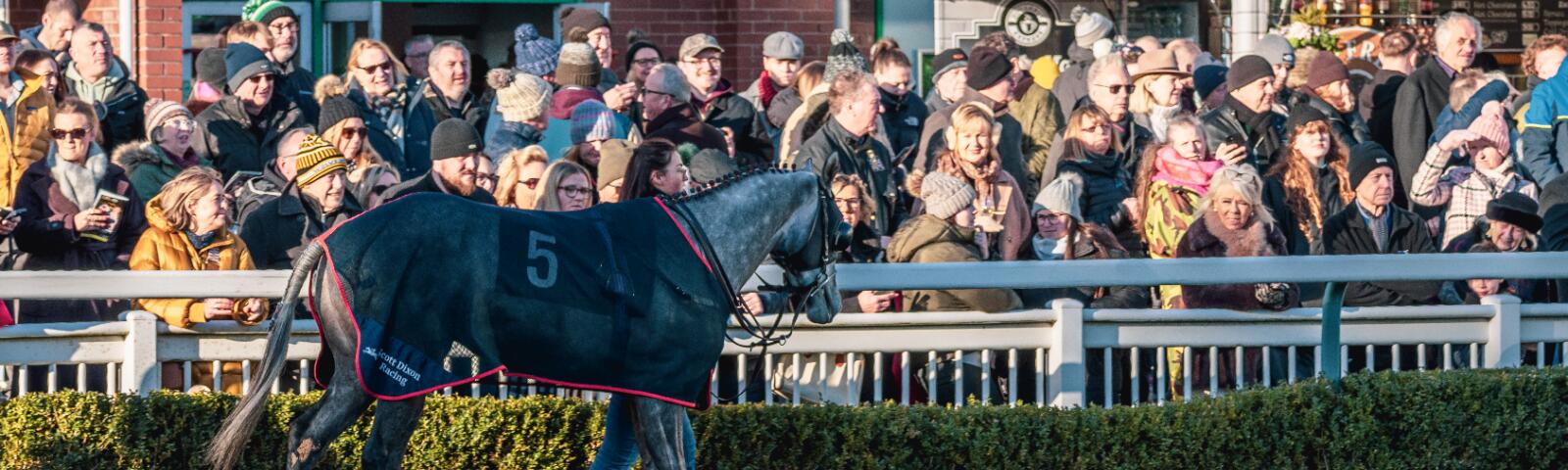 Grey horse in the Parade Ring at Wolverhampton Racecourse
