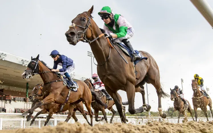 Horses racing down the final straight at Wolverhampton